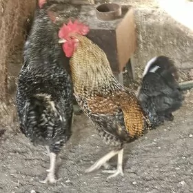 Dominant horaz