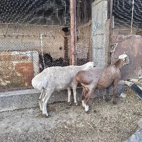 Кочкар