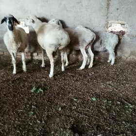 гойунлар