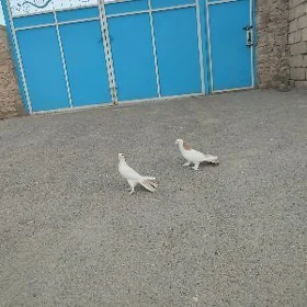 kepderi