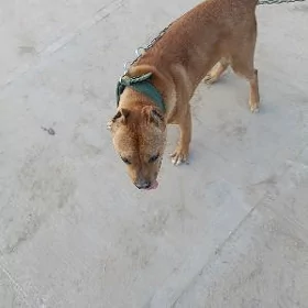 pitbull