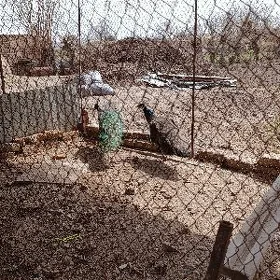 tawus gus