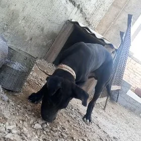 kone korsa