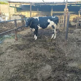 galisdeyin