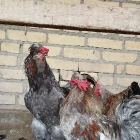horazlar