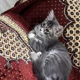 красоточка кисуня