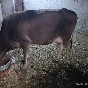 Gölleli sygyr