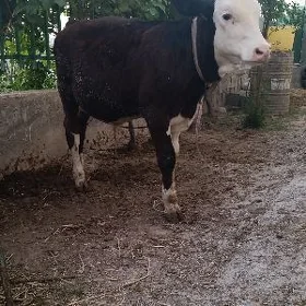 öküz