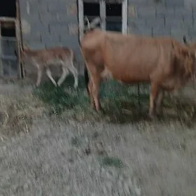 голели сгыр