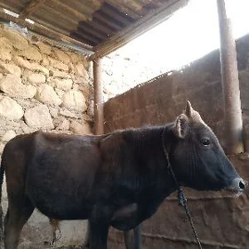 öküzçe