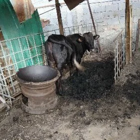öküz