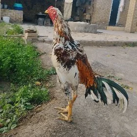 Horaz