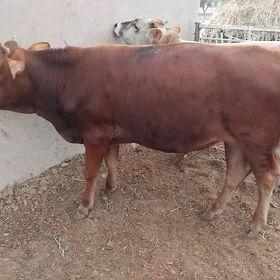 Öküz