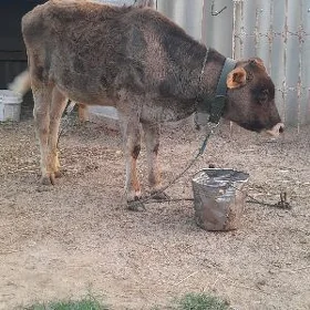 öküz