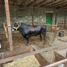 Ökuz