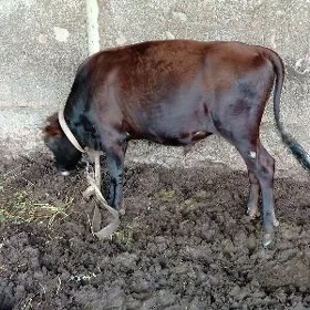 öküz