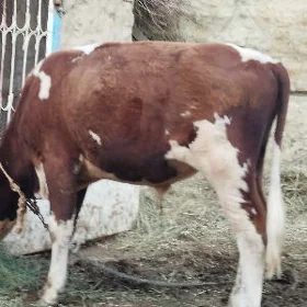 Ökuz