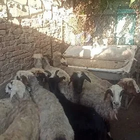 Goýun, Işşek, Erkeç, Mal