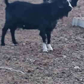 Geçi Teke
