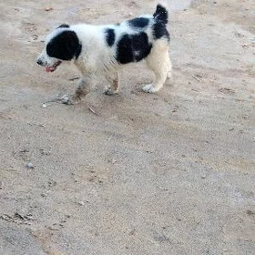 güjik