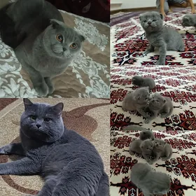 чистокровные британцы котята