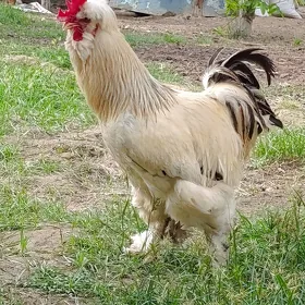 Bramar Horoz