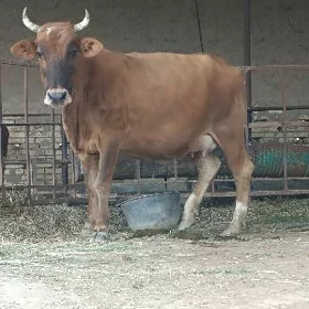 goleli
