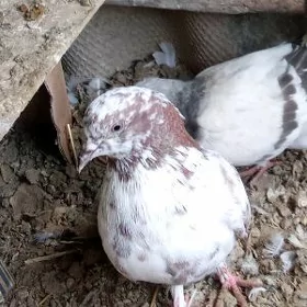 Kepderi
