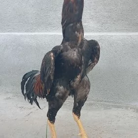 taşgent horoz