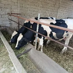Ala Goliştein Õküz