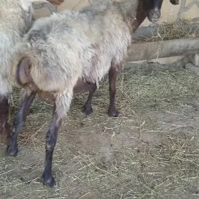 Goýun