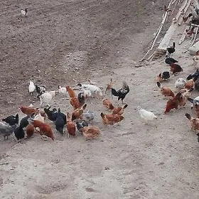 guzlayjy towuklar