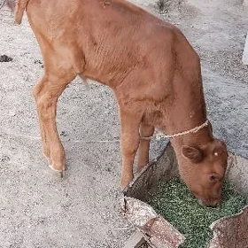 ÖKÜZ TOHUM MAL