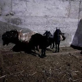 erkec dog geçi cebis cewis