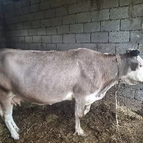 sygyr