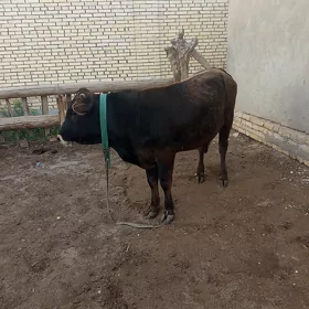 oküz