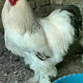 bramma horaz