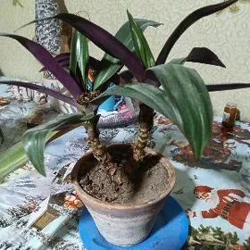 цветы