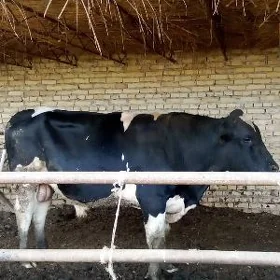 ökuz