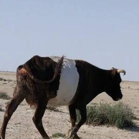 Sygyr