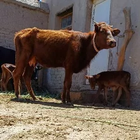ATÝALY BEYIKJE GÖLELI SYGYR