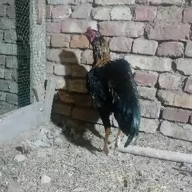 horaz