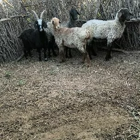 Goýun geçi