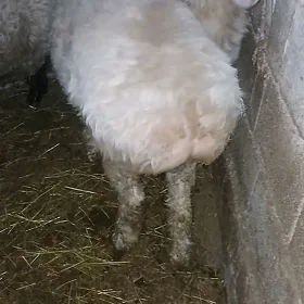 issek gati gurat gowi