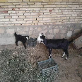 dog geci