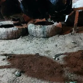 induk ýumurtga