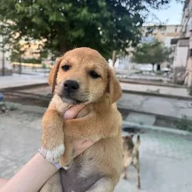 Здоровые щеночки в добрые руки