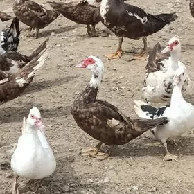 induwatka ördek 