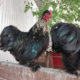 kokinhin