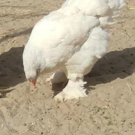 Brama